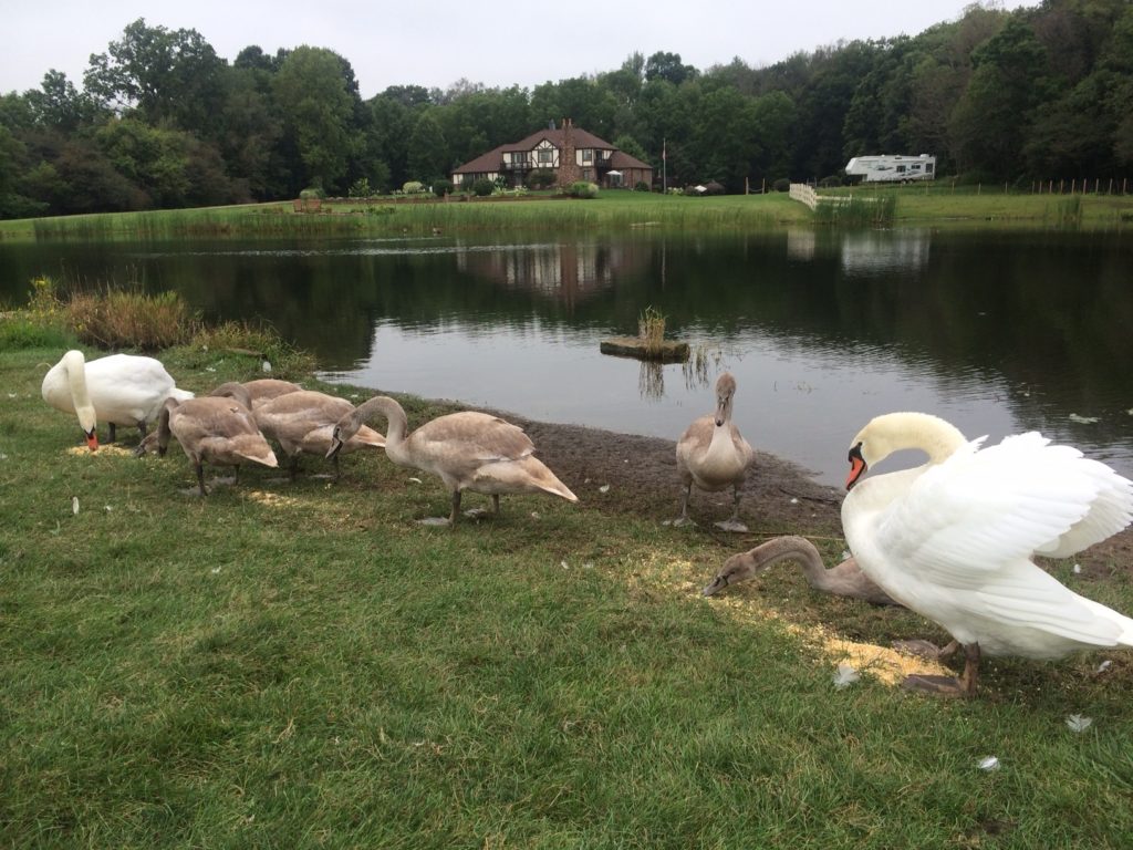 beautiful swans & babies