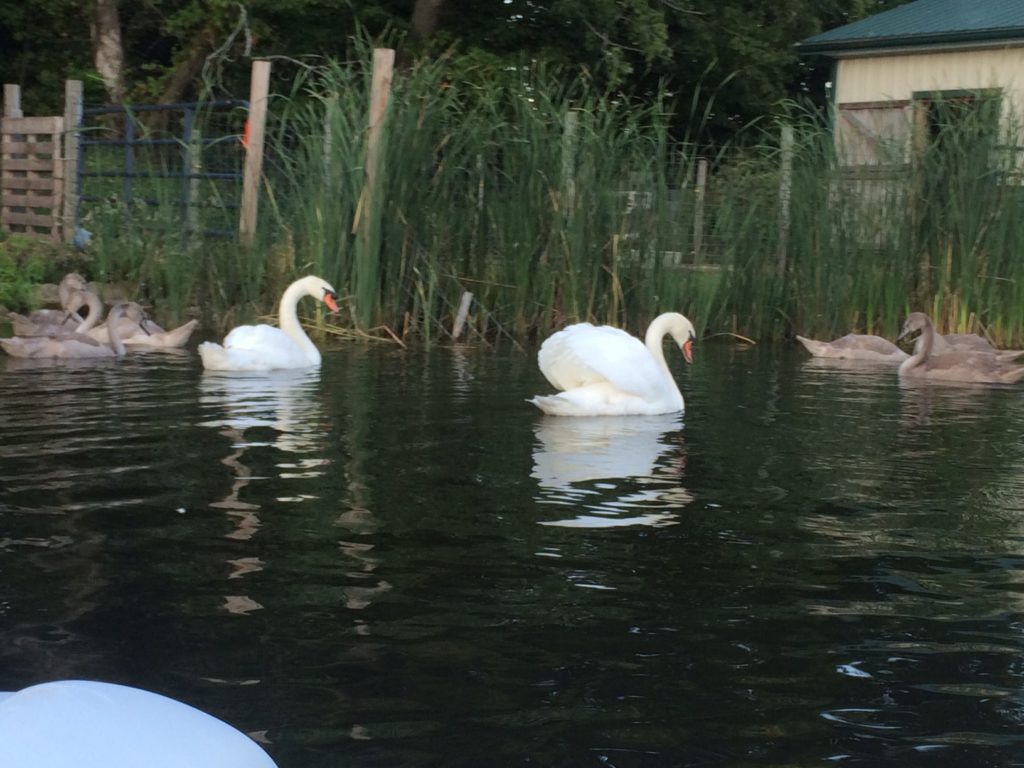 swans & cygnet 2014