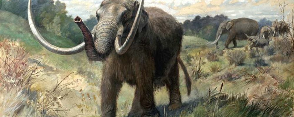 Curator Steve and the Case of the Missing Mastodon